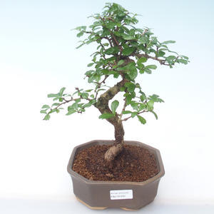 Pokojová bonsai - Carmona macrophylla - Čaj fuki PB2191930