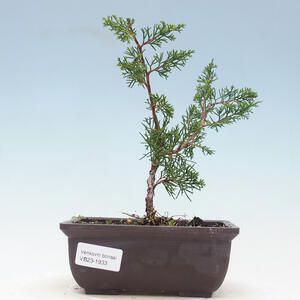 Pokojová bonsai - Carmona macrophylla - Čaj fuki PB2191933
