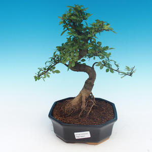 Pokojová bonsai - Ulmus parvifolia - Malolistý jilm