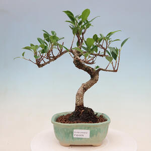 Pokojová bonsai - Ficus retusa -  malolistý fíkus