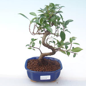 Pokojová bonsai - Ficus kimmen -  malolistý fíkus PB2191938