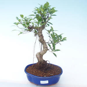 Pokojová bonsai - Ficus retusa -  malolistý fíkus PB2191913