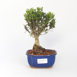 Keramická bonsai miska  - páleno v plynové peci 1240 °C