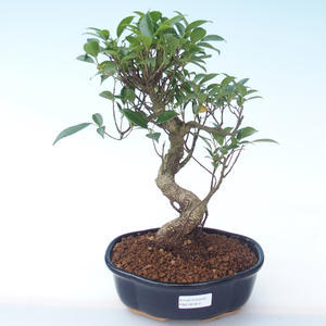 Pokojová bonsai - Ficus retusa -  malolistý fíkus PB2191914