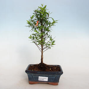 Pokojová bonsai-PUNICA granatum nana-Granátové jablko