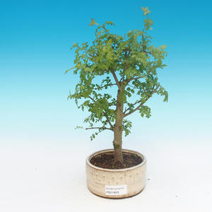 Pokojová bonsai - Fraxinus uhdeii - pokojový Jasan