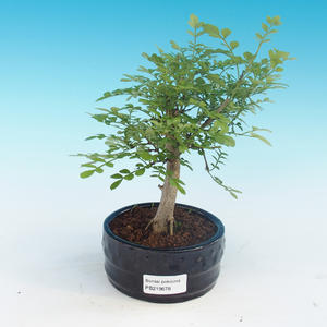 Pokojová bonsai - Fraxinus uhdeii - pokojový Jasan