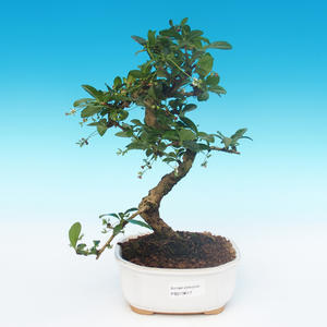 Keramická bonsai miska