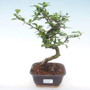 Pokojová bonsai - Carmona macrophylla - Čaj fuki PB2191969