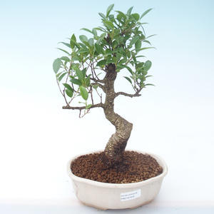 Pokojová bonsai - Ficus retusa -  malolistý fíkus PB2191916