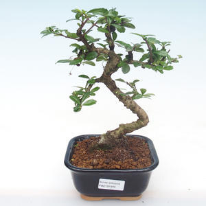 Pokojová bonsai - Carmona macrophylla - Čaj fuki PB2191970
