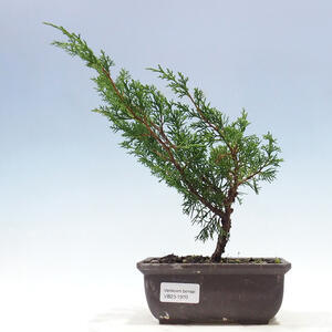 Keramická bonsai miska 19,5 x 19,5 x 7 cm, barva zelená