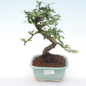 Pokojová bonsai - Carmona macrophylla - Čaj fuki PB2191972
