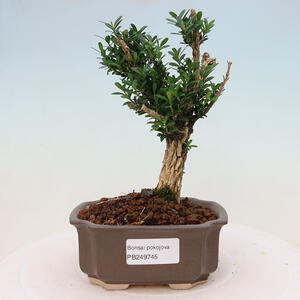 Keramická bonsai miska 16,5 x 16,5 x 6,5 cm, barva zelená