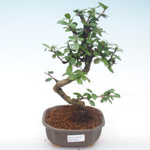 Pokojová bonsai - Carmona macrophylla - Čaj fuki PB2191974