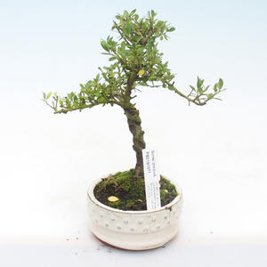Pokojová bonsai - Ilex crenata - Cesmína PB2191977
