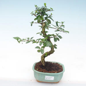 Pokojová bonsai - Carmona macrophylla - Čaj fuki PB2191971