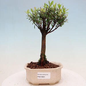 Keramická bonsai miska 10,5 x 10,5 x 4,5 cm, barva bílá