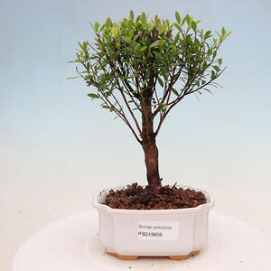 Keramická bonsai miska 15 x 16,5 x 4 cm, barva modrozelená