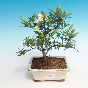 Pokojová bonsai - Gardenia jasminoides-Gardenie