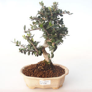 Pokojová bonsai - Olea europaea sylvestris -Oliva evropská drobnolistá PB2191983