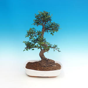 Pokojová bonsai - Ulmus parvifolia - Malolistý jilm