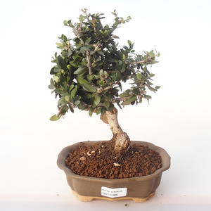 Pokojová bonsai - Olea europaea sylvestris -Oliva evropská drobnolistá PB2191986