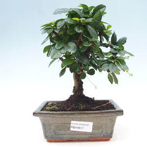 Venkovní bonsai - Javor Buergerianum - Javor Burgerův