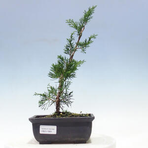 Keramická bonsai miska 19,5 x 19,5 x 7 cm, barva modrá