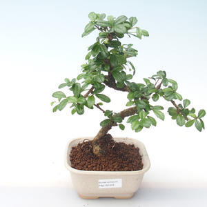 Pokojová bonsai - Carmona macrophylla - Čaj fuki PB2191918
