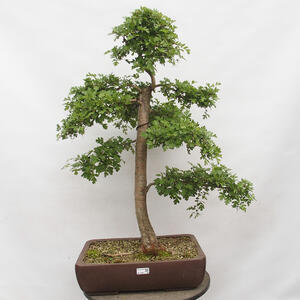 Venkovní bonsai - Hloh - Crataegus monogyna