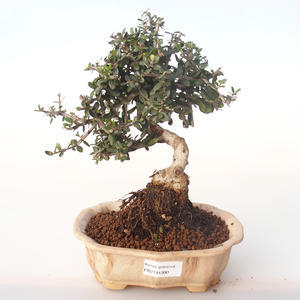 Pokojová bonsai - Olea europaea sylvestris -Oliva evropská drobnolistá PB2191990