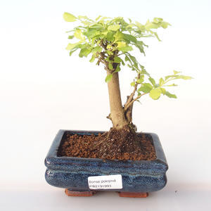 Pokojová bonsai - Duranta erecta Aurea PB2191993