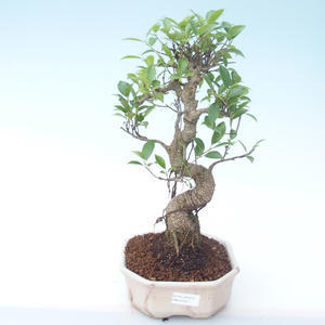 Pokojová bonsai - Ficus retusa -  malolistý fíkus PB2191911