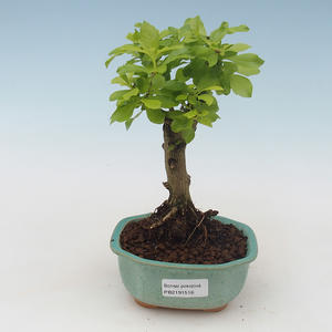 Pokojová bonsai -Ligustrum variegata - Ptačí zob