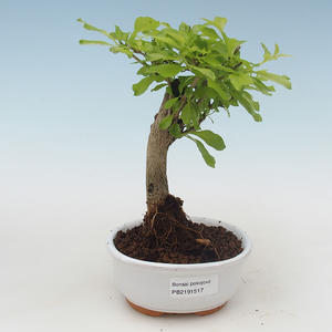 Pokojová bonsai - Duranta erecta Aurea PB2191517