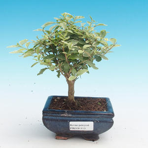 Pokojová bonsai -Ligustrum variegata - Ptačí zob