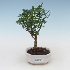 Pokojová bonsai - Zantoxylum piperitum - pepřovník PB2191519