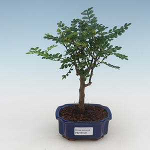 Pokojová bonsai - Zantoxylum piperitum - pepřovník PB2191521