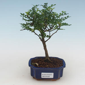 Pokojová bonsai - Zantoxylum piperitum - pepřovník PB2191522