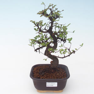 Pokojová bonsai - Ulmus parvifolia - Malolistý jilm PB2191892