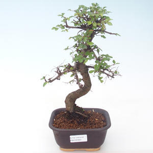 Pokojová bonsai - Ulmus parvifolia - Malolistý jilm PB2191893