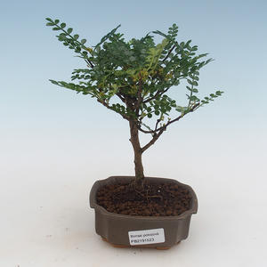 Pokojová bonsai - Zantoxylum piperitum - pepřovník PB2191523