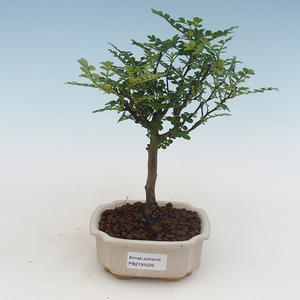 Pokojová bonsai - Zantoxylum piperitum - pepřovník PB2191525