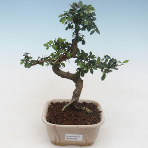 Pokojová bonsai - Ulmus parvifolia - Malolistý jilm PB2191785