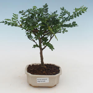 Pokojová bonsai - Zantoxylum piperitum - pepřovník PB2191528