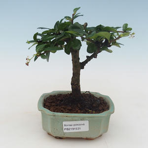 Pokojová bonsai - Carmona macrophylla - Čaj fuki PB2191531