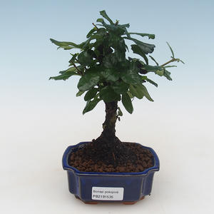 Pokojová bonsai - Carmona macrophylla - Čaj fuki PB2191535