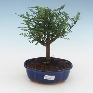 Pokojová bonsai - Zantoxylum piperitum - Pepřovník PB2191541