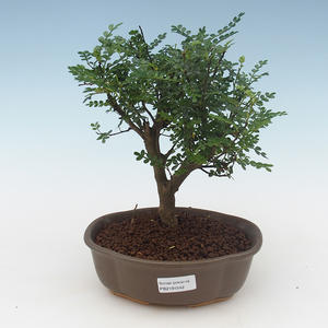 Pokojová bonsai - Zantoxylum piperitum - Pepřovník PB2191542